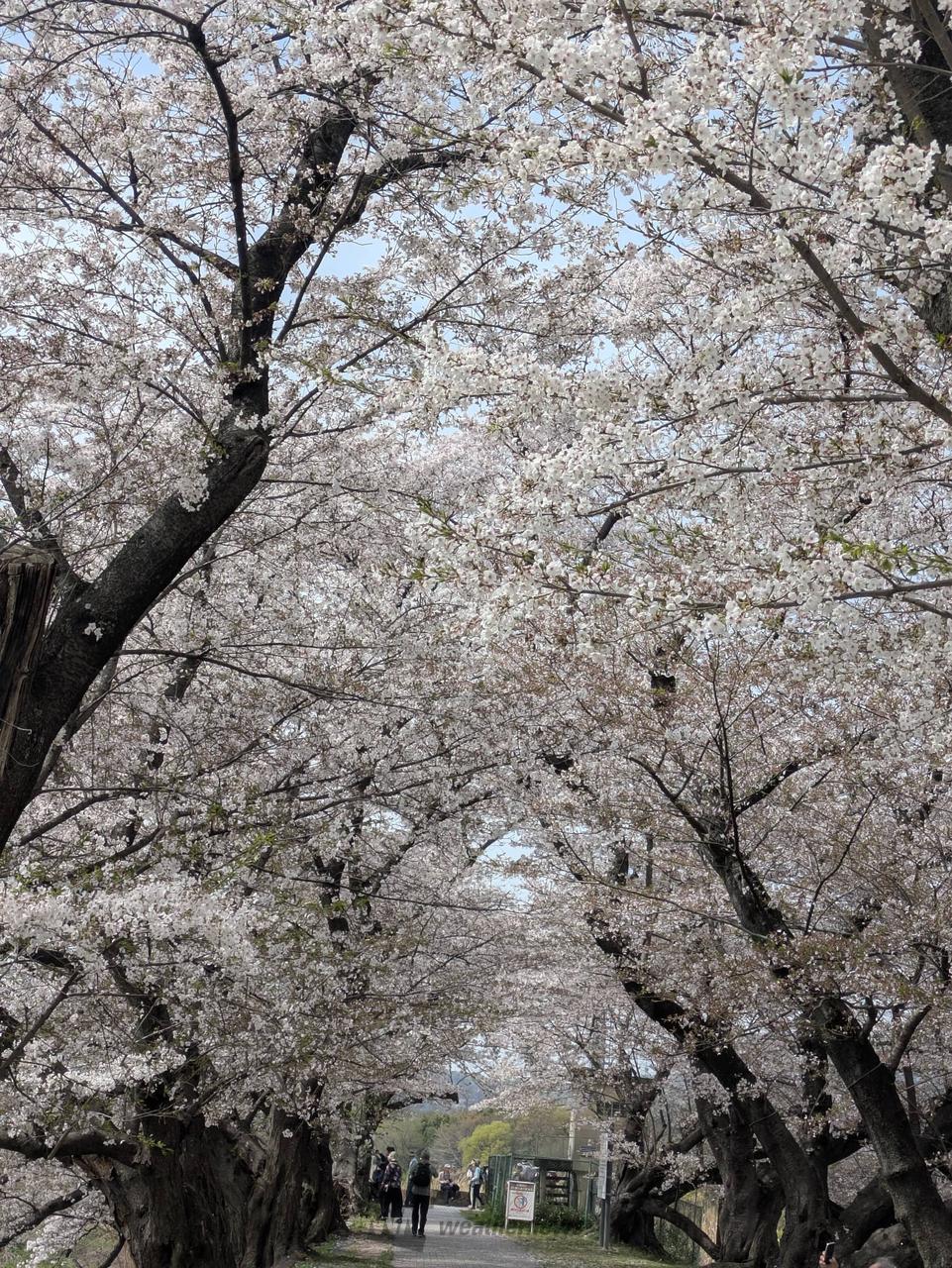 4月6日撮影。京...