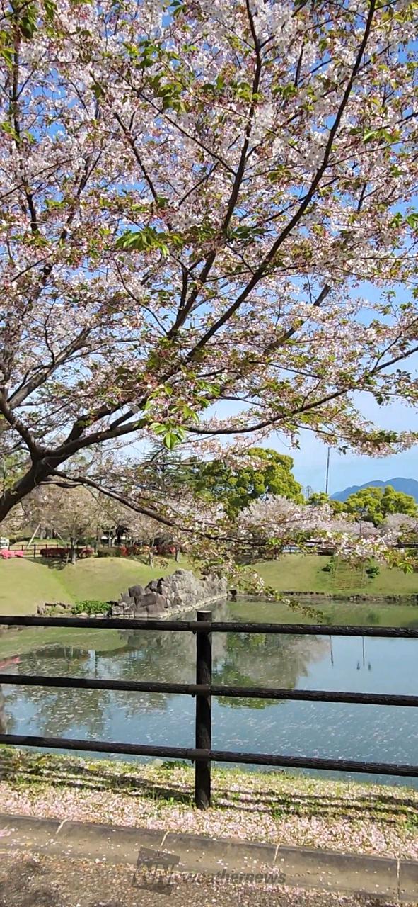 お花見🌸🌸🌸葉桜...