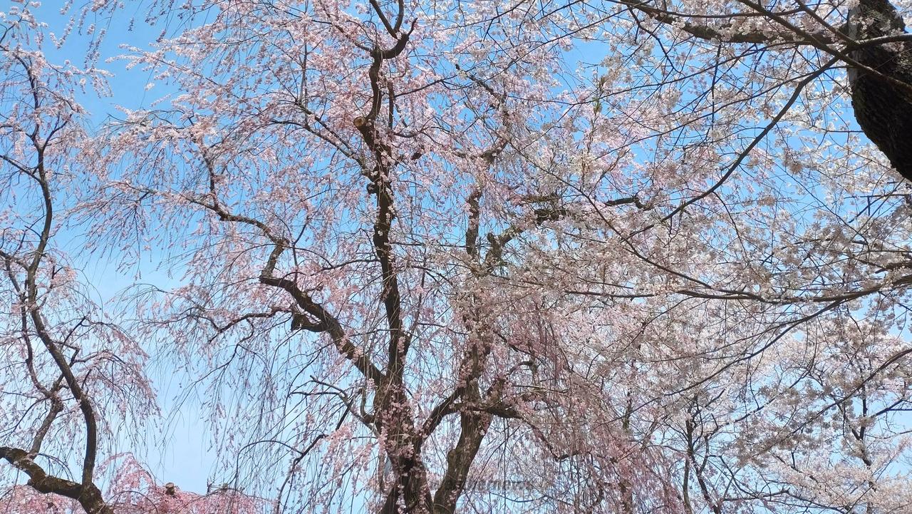 水沢公園の桜と青空...