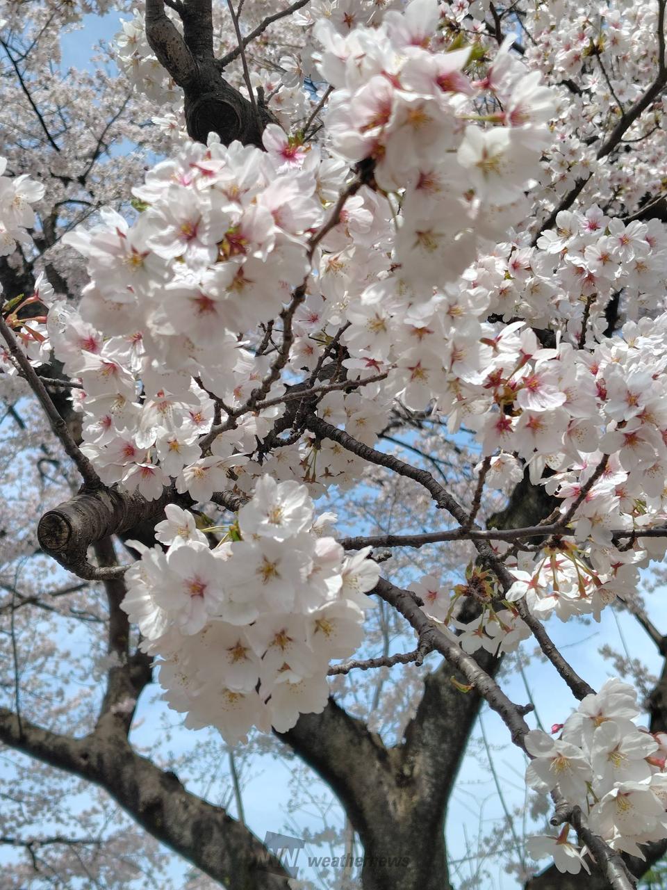 お花見リポート