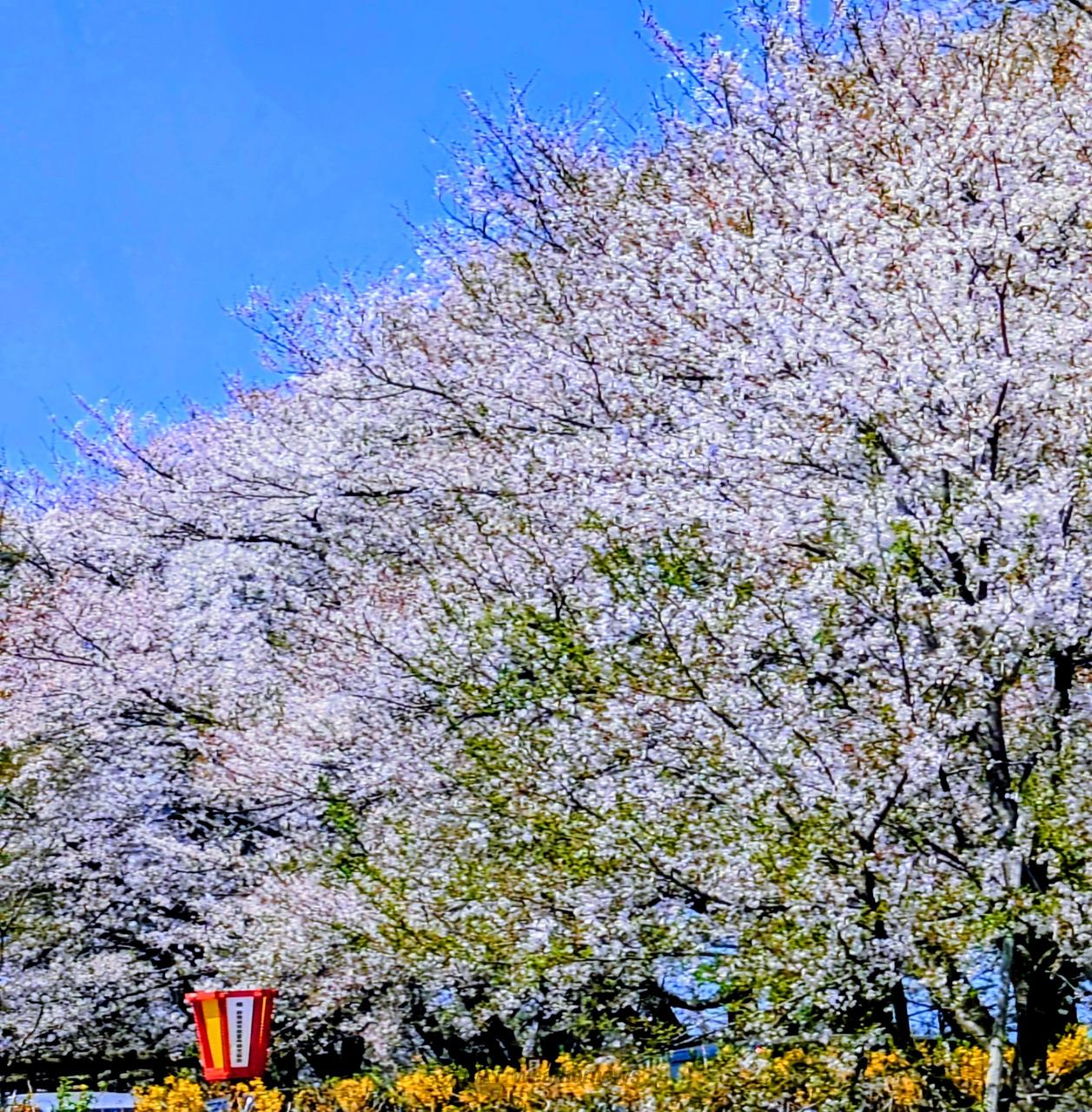 少し散ってきました...