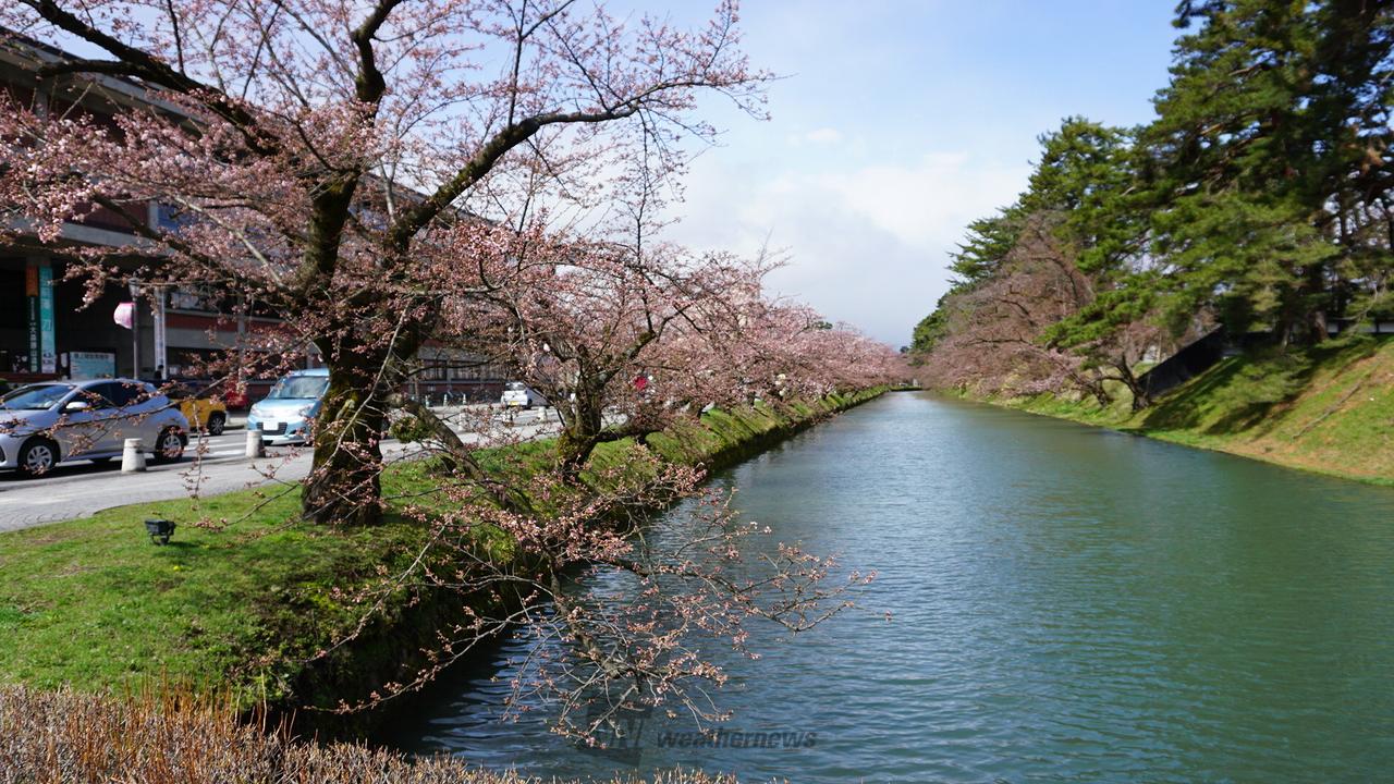 弘前の桜も咲き始めました🌸 4月上旬に | 青森県弘前市弘前公園 | ゆうき | ウェザーニュース