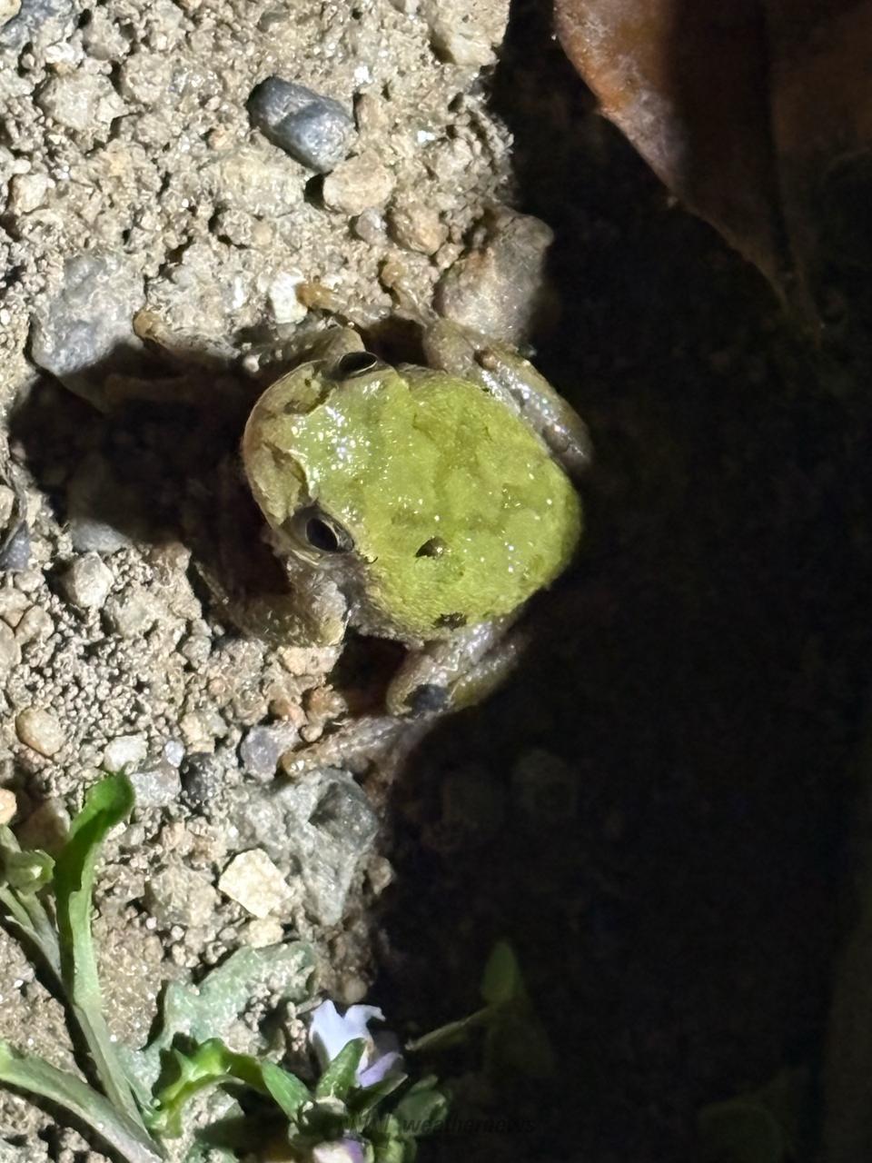 カエルげこげこ。...