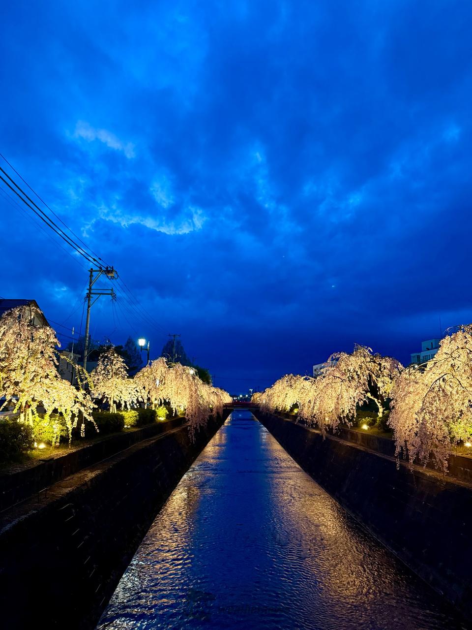 桜はもちろん、リフ...