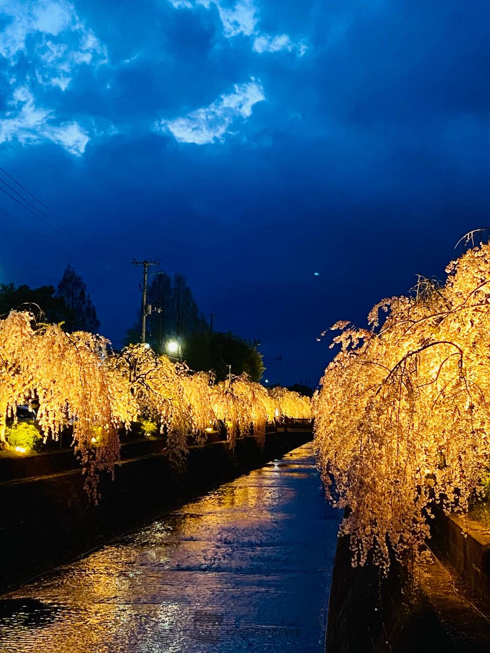 枝垂れ桜が見事でし...