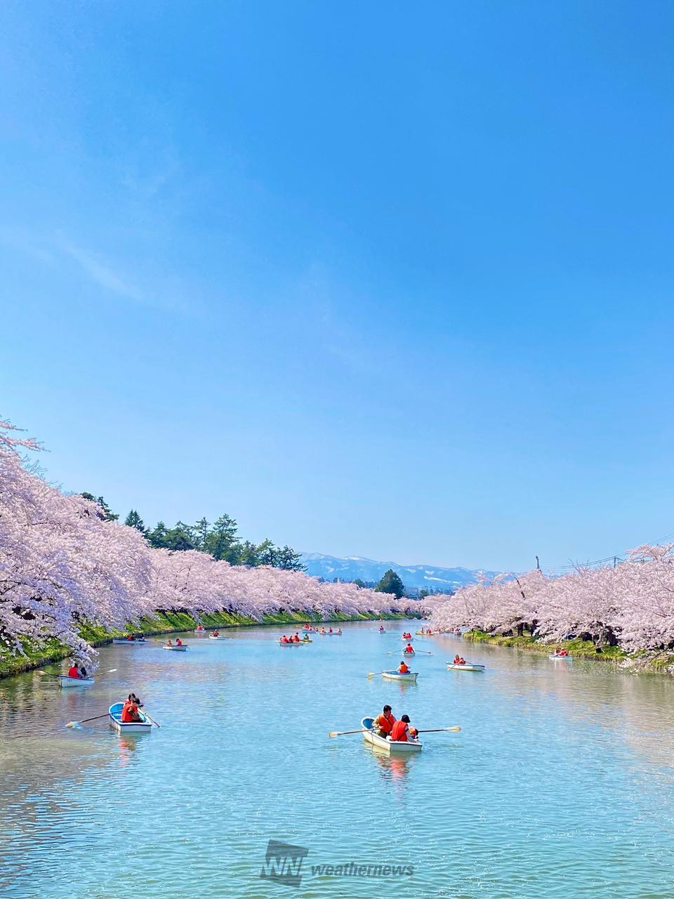 弘前公園外濠の桜並...