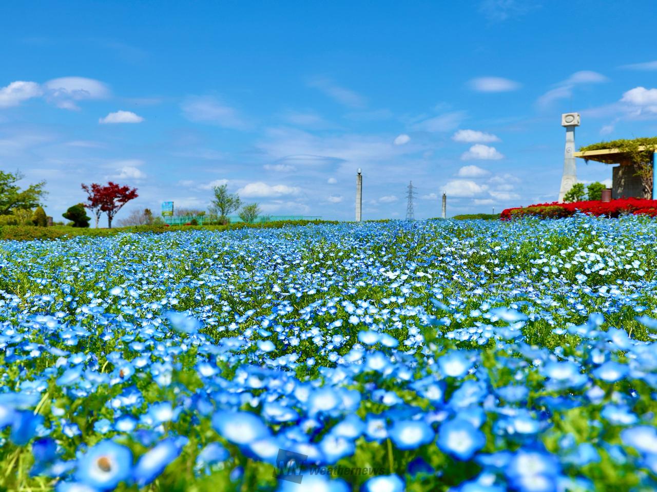 🌼春の花たち 注目の空の写真 ウェザーニュース