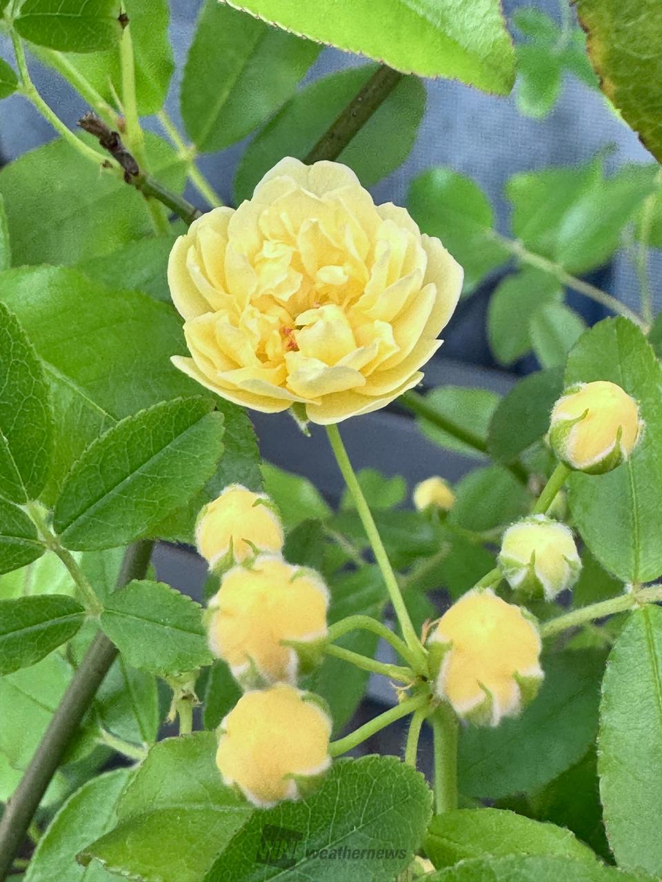 🌼春の花たち 注目の空の写真 ウェザーニュース
