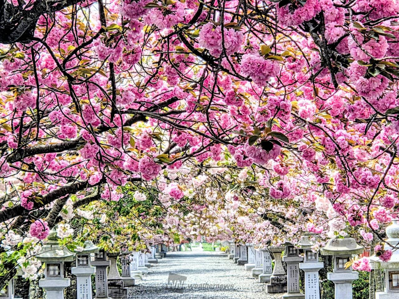 桜🌸の参道 参道の八重桜🌸は濃い薄い | 滋賀県長浜市長浜市