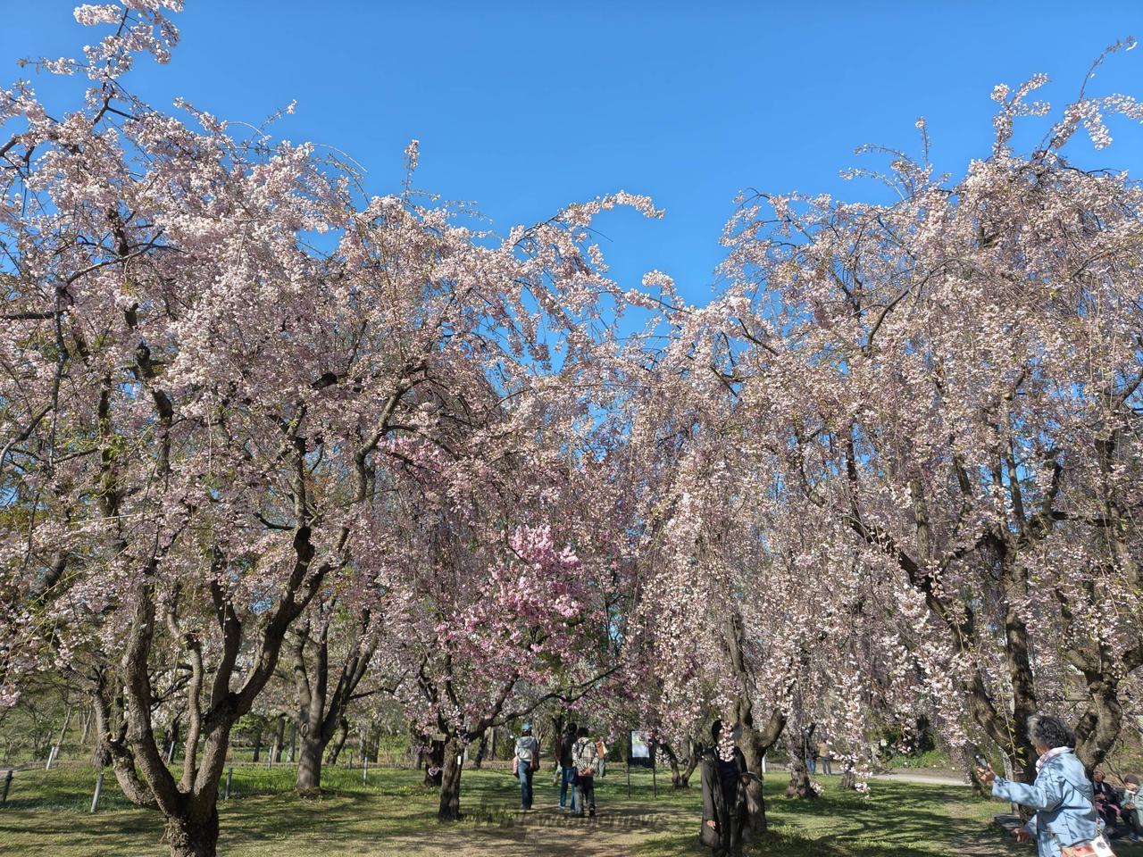 枝垂れ桜や八重桜が...