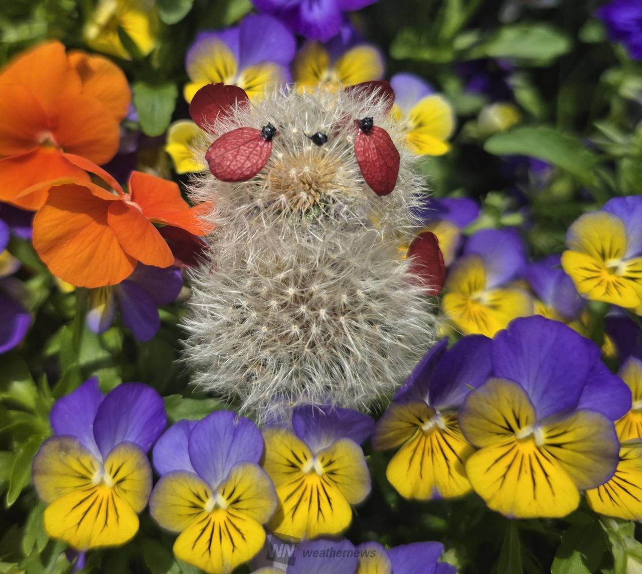 タンポポパンダ」を作ろう 注目の空の写真 ウェザーニュース
