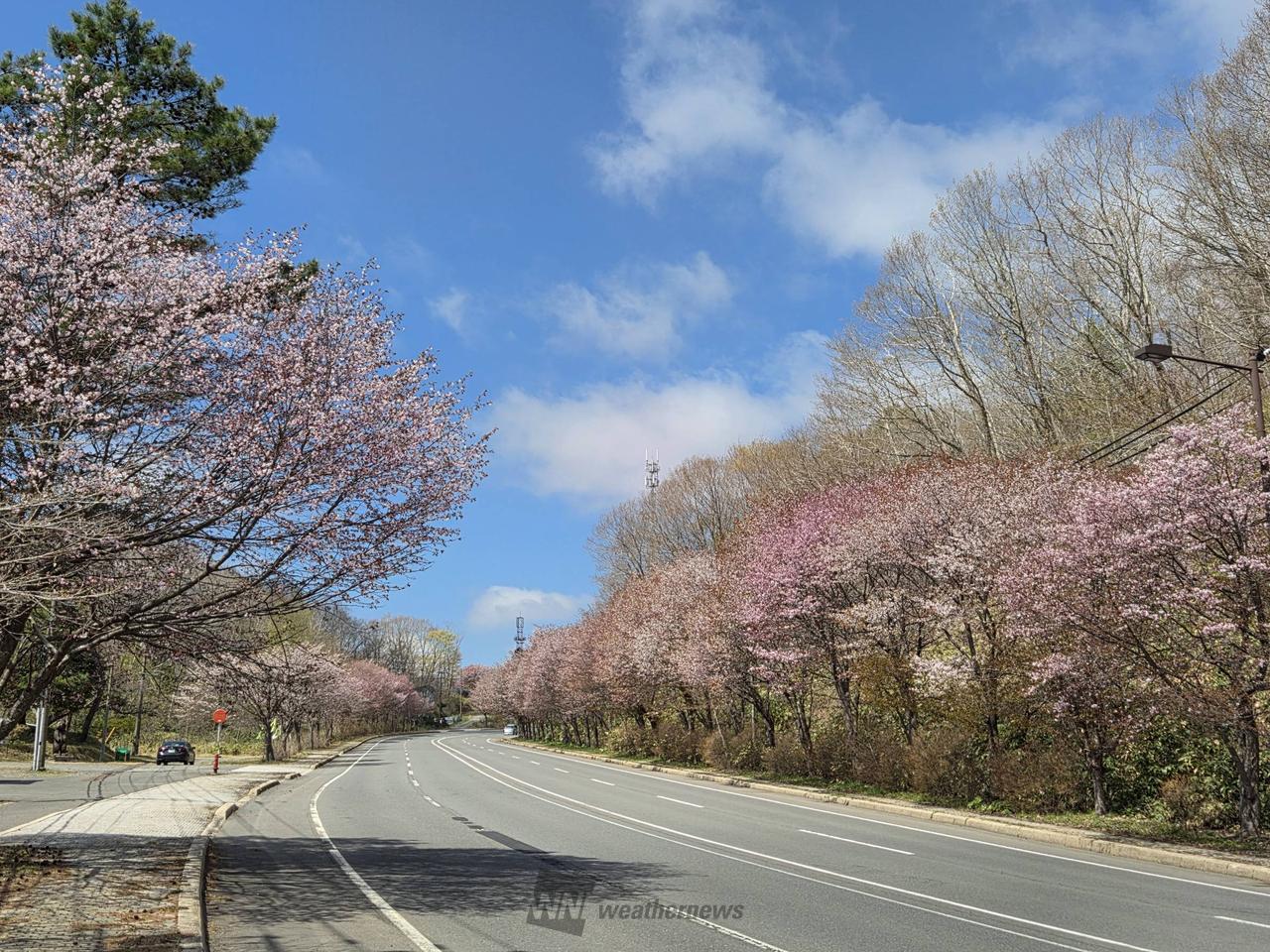 ｢花のトンネル｣を...
