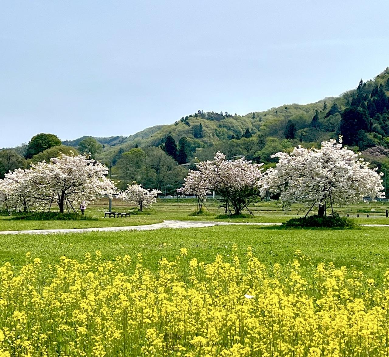 菜の花と八重桜が見...