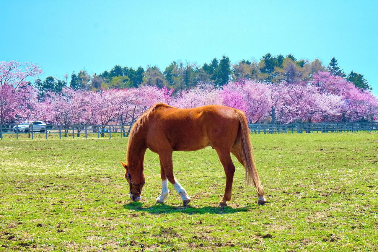 お花見リポート