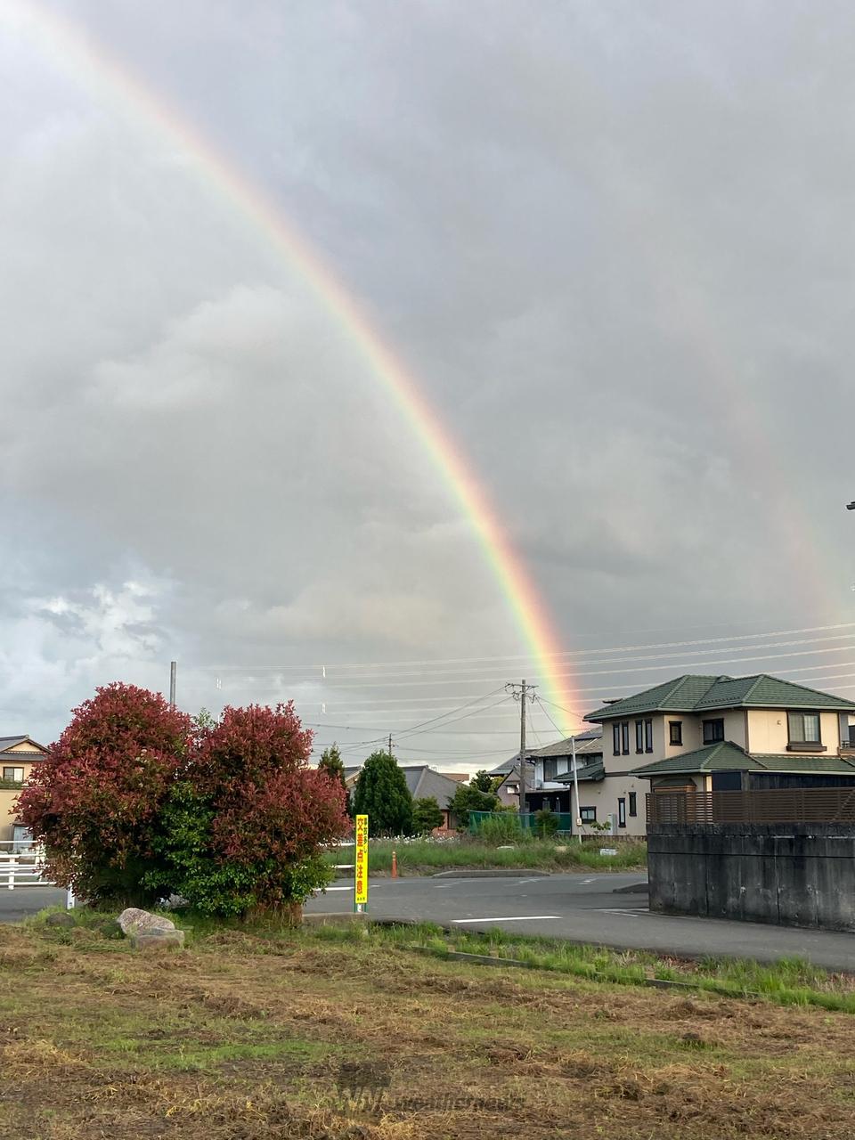 数年古株　牡丹　時雨雲　2株　6／16まで限定価額 数年古株 牡丹 時雨雲 2株 6／16まで限定価額 数年古株 牡丹 時雨雲 2