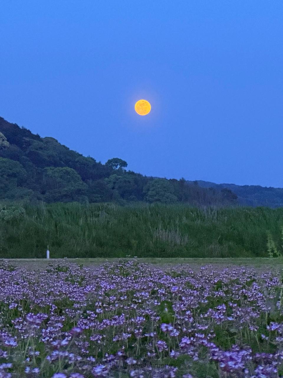 5 月 の 満月