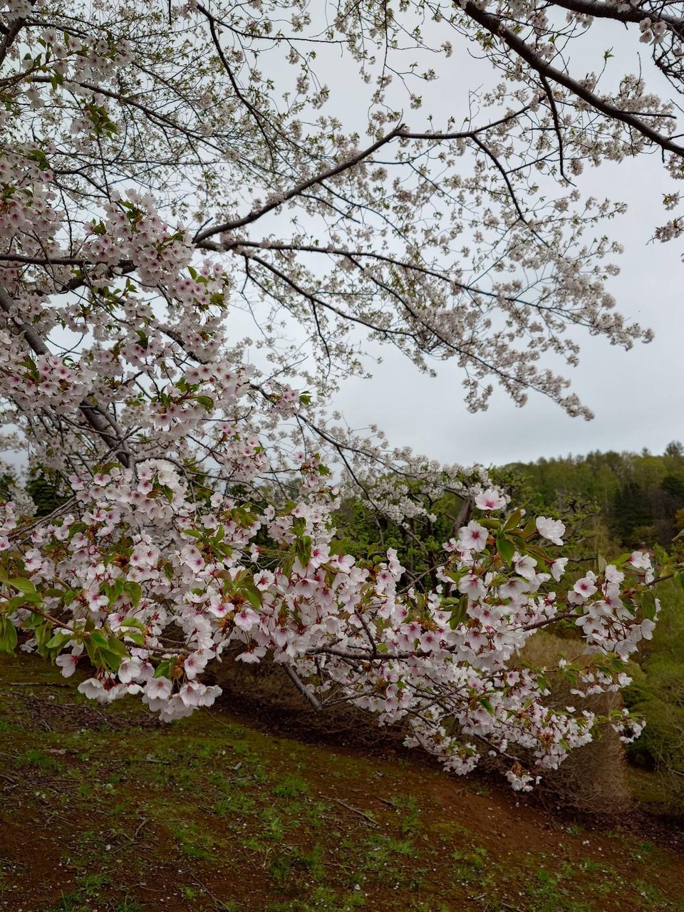 今日の手宮公園