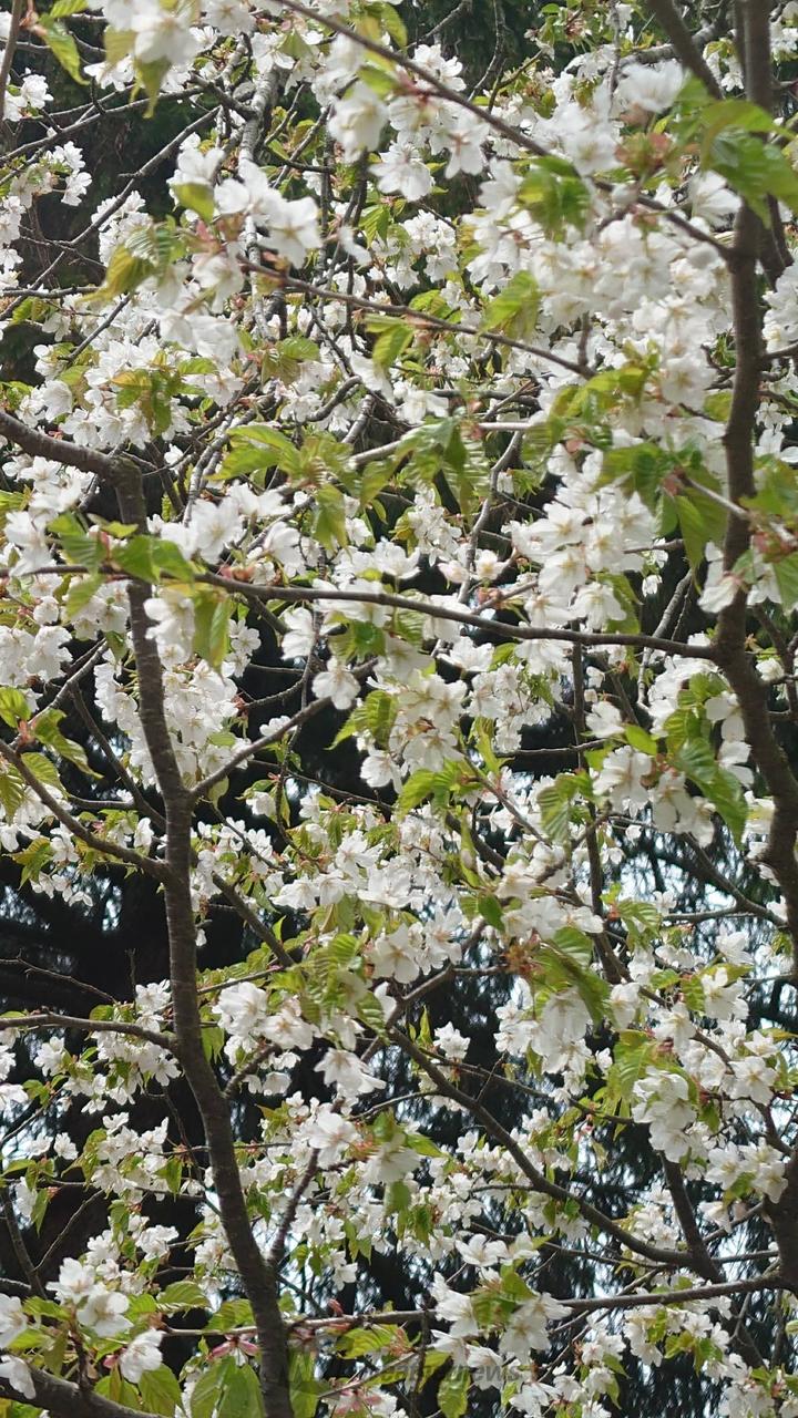 残り少ないお花見で...