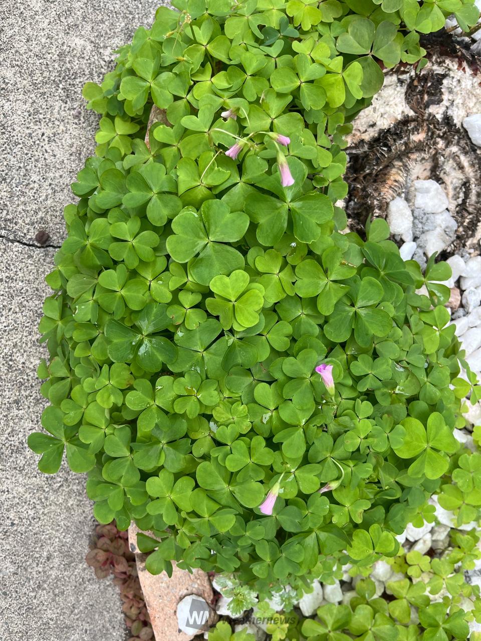 四つ葉のクローバー🍀 注目の空の写真 ウェザーニュース