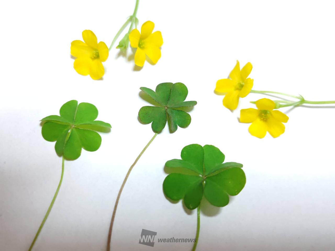 四つ葉のクローバー🍀 注目の空の写真 ウェザーニュース