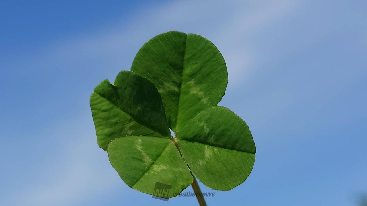 四つ葉のクローバー🍀 注目の空の写真 ウェザーニュース