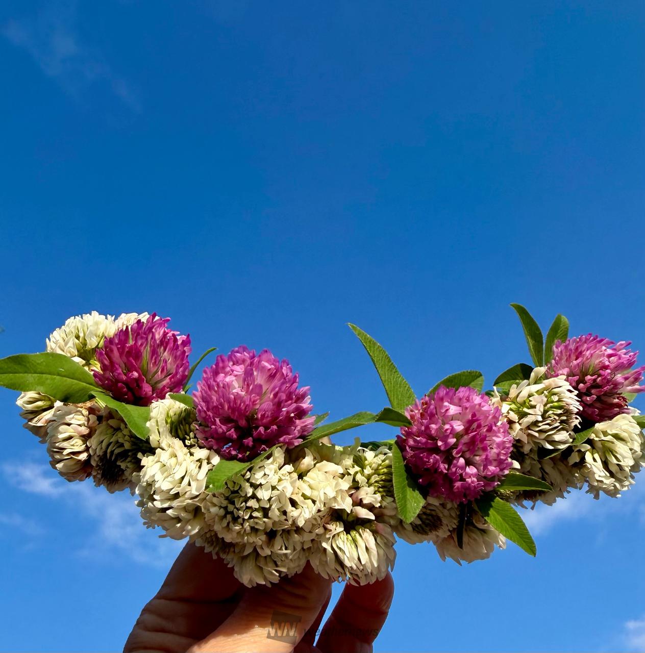 花冠 カラフル花冠 注目の空の写真 ウェザーニュース