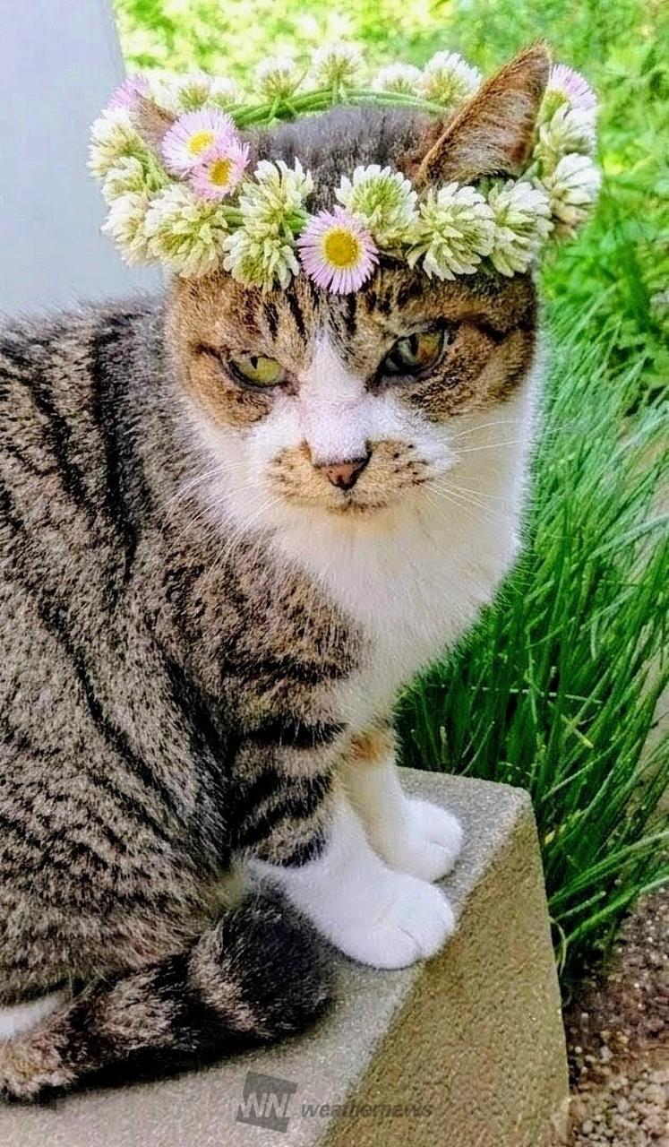 カラフル花冠 注目の空の写真 ウェザーニュース