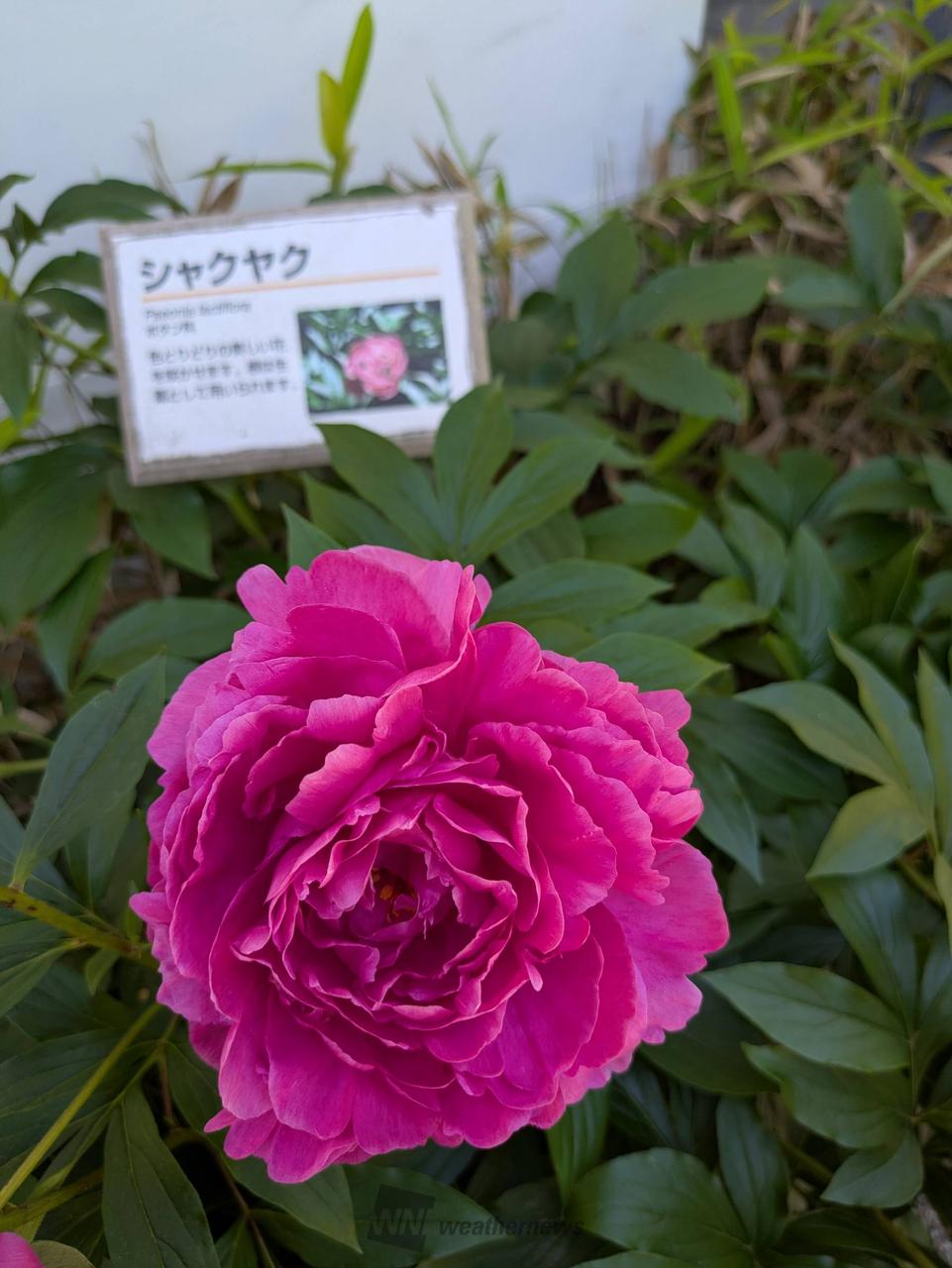 牡丹と芍薬 注目の空の写真 ウェザーニュース