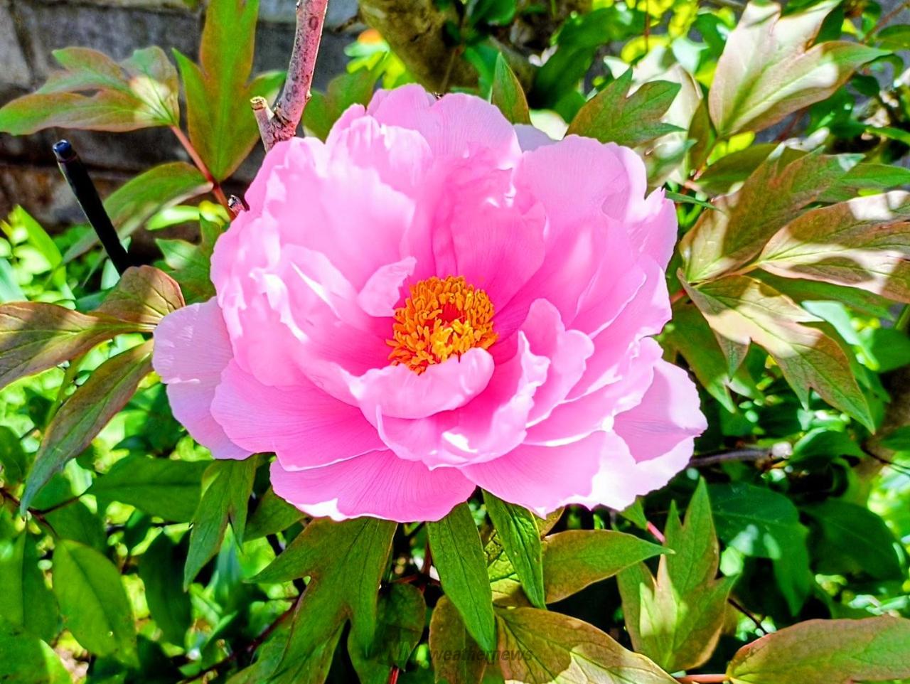 牡丹と芍薬 注目の空の写真 ウェザーニュース