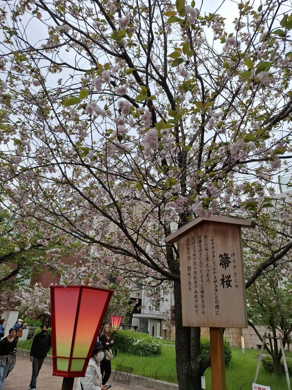 お天気も良く綺麗で...