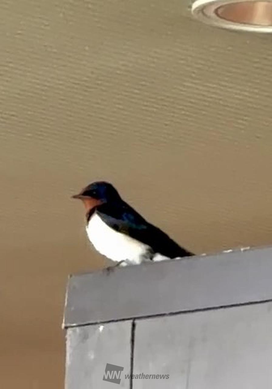 空ツバメ様　確認用 ペンギンワックス WetVac 3573用部品スクイジーブレード 2枚 (6H00074)