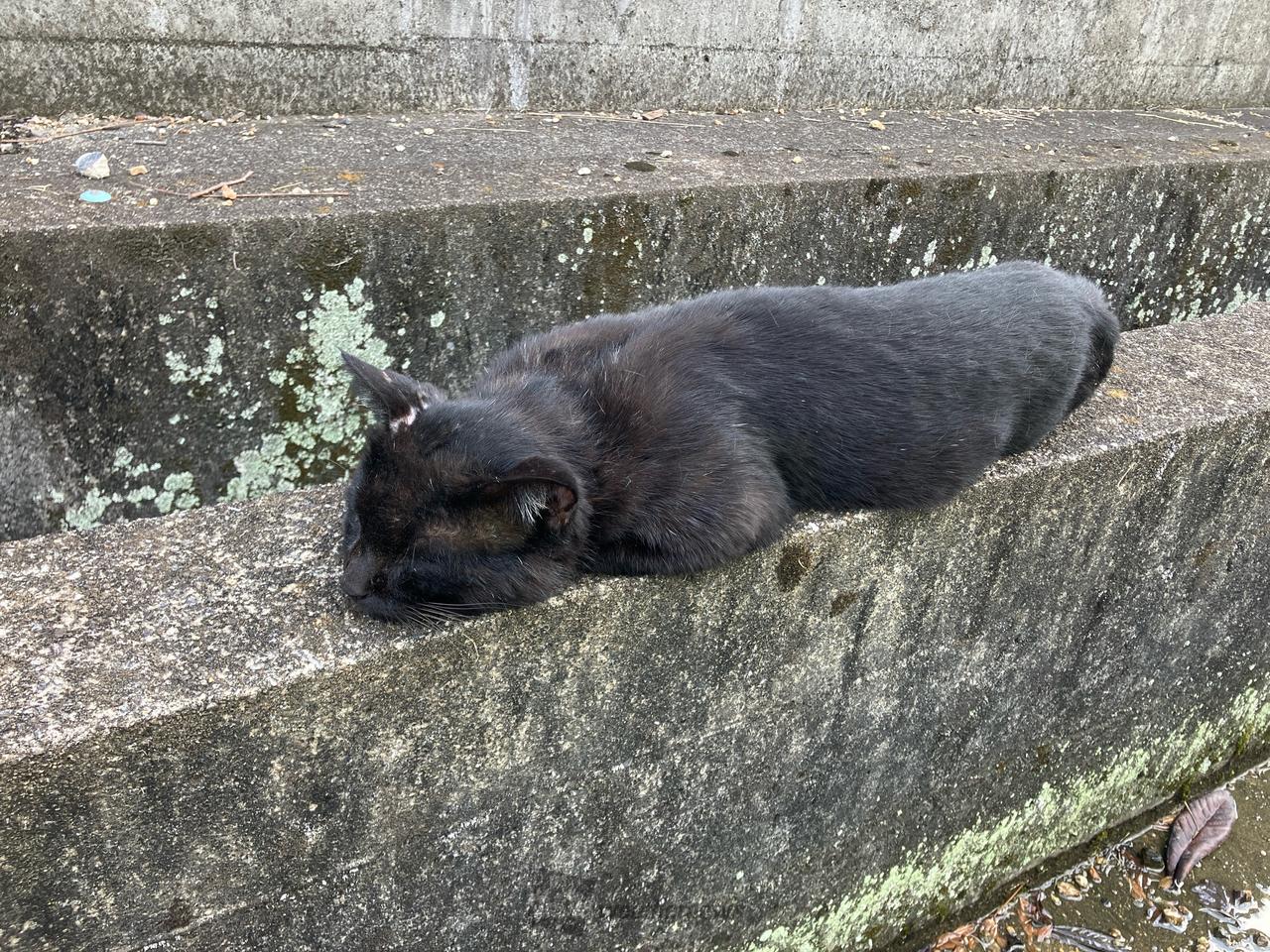 22日は猫の日 注目の空の写真 ウェザーニュース