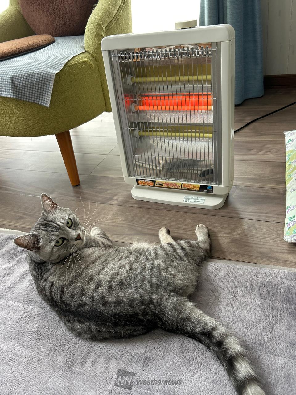 22日は猫の日 注目の空の写真 ウェザーニュース