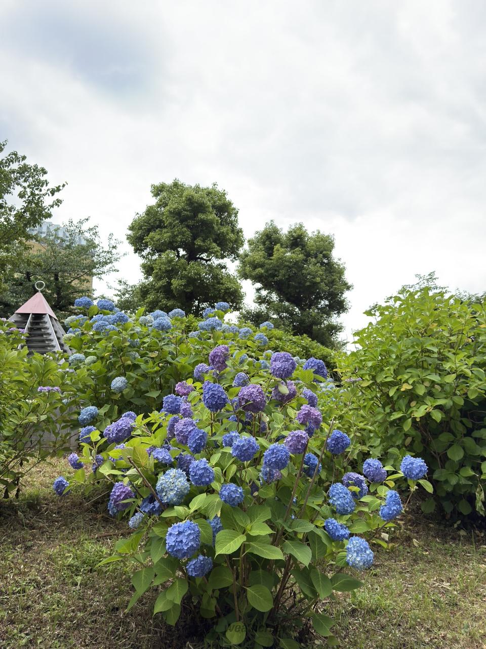 隅田公園にて 紫陽花がだいぶ見頃になって | 東京都台東区 | そら星