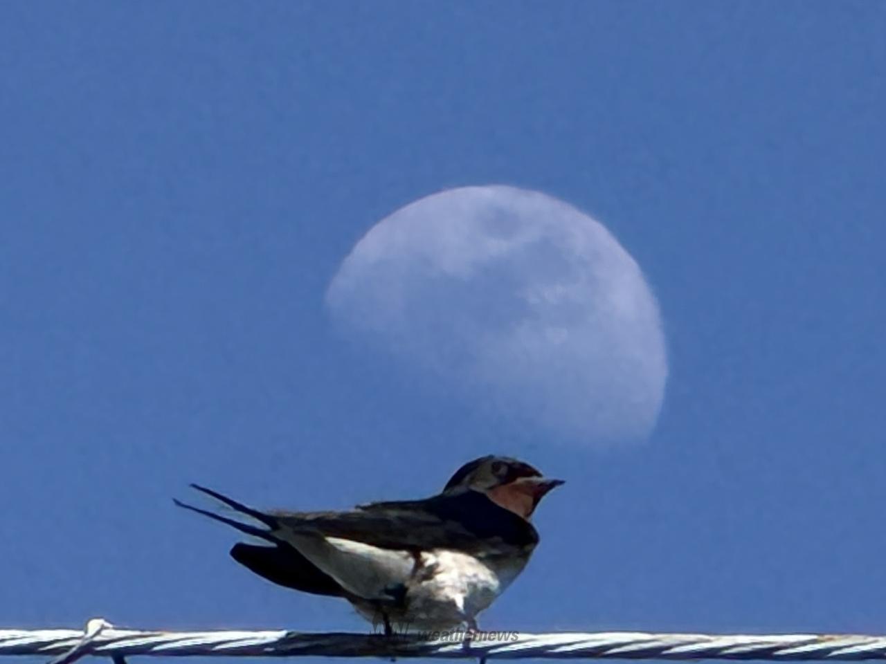 愛くるしい季節の使者 注目の空の写真 ウェザーニュース