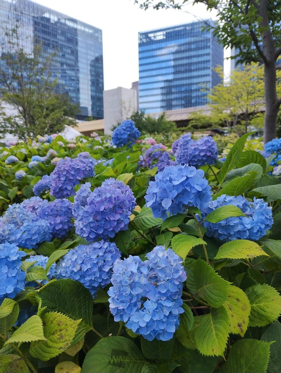 あじさいの色付き・開花進む 注目の空の写真 ウェザーニュース