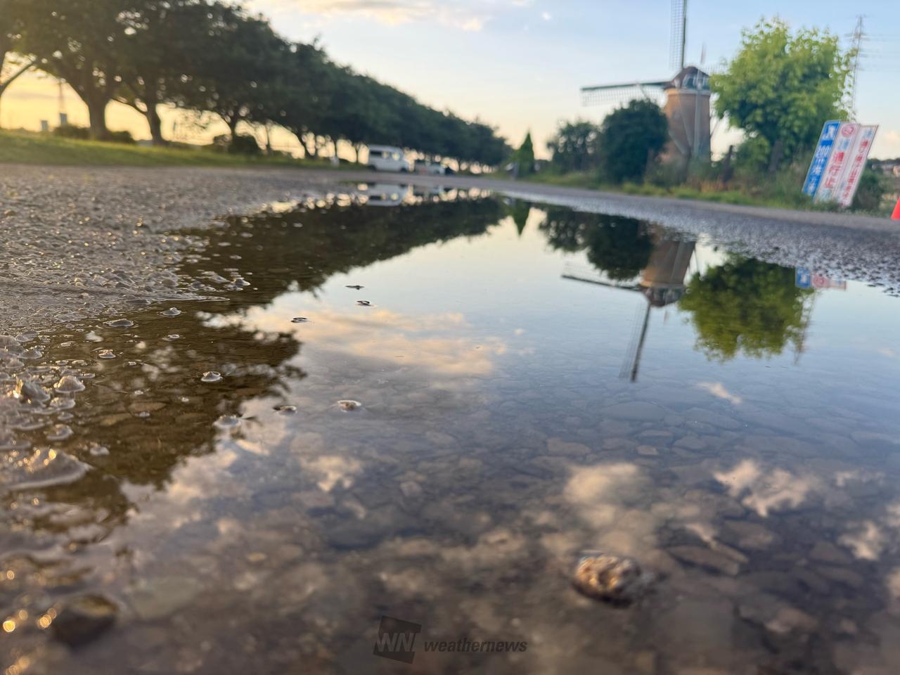 雨上がりのご褒美 桜並木〜リフレクション | 千葉県佐倉市 | mii