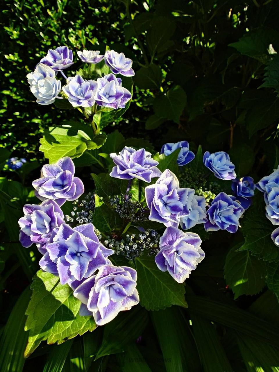 あじさいの色付き・開花進む 注目の空の写真 ウェザーニュース