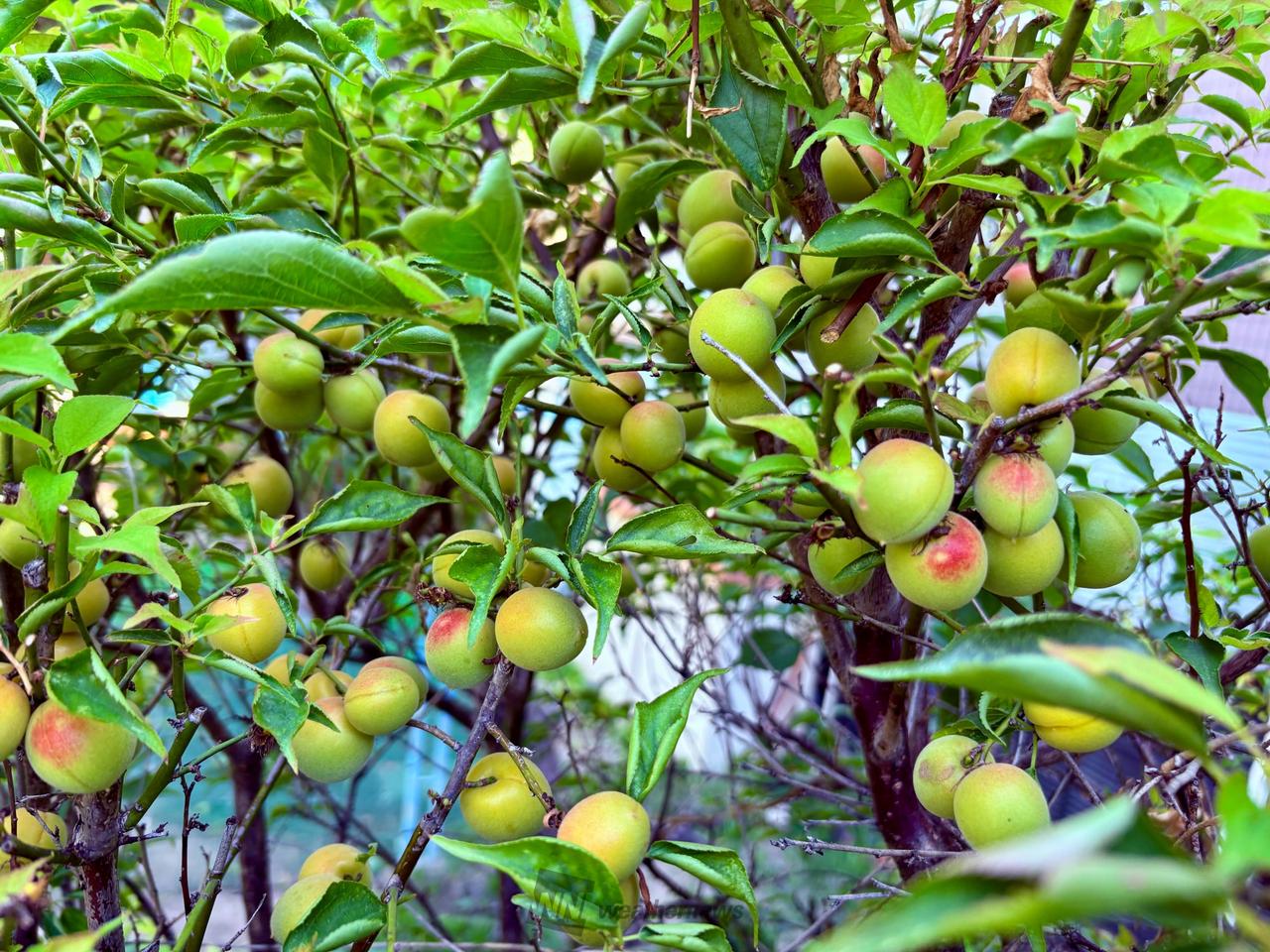 旬を楽しむ！梅仕事 注目の空の写真 ウェザーニュース