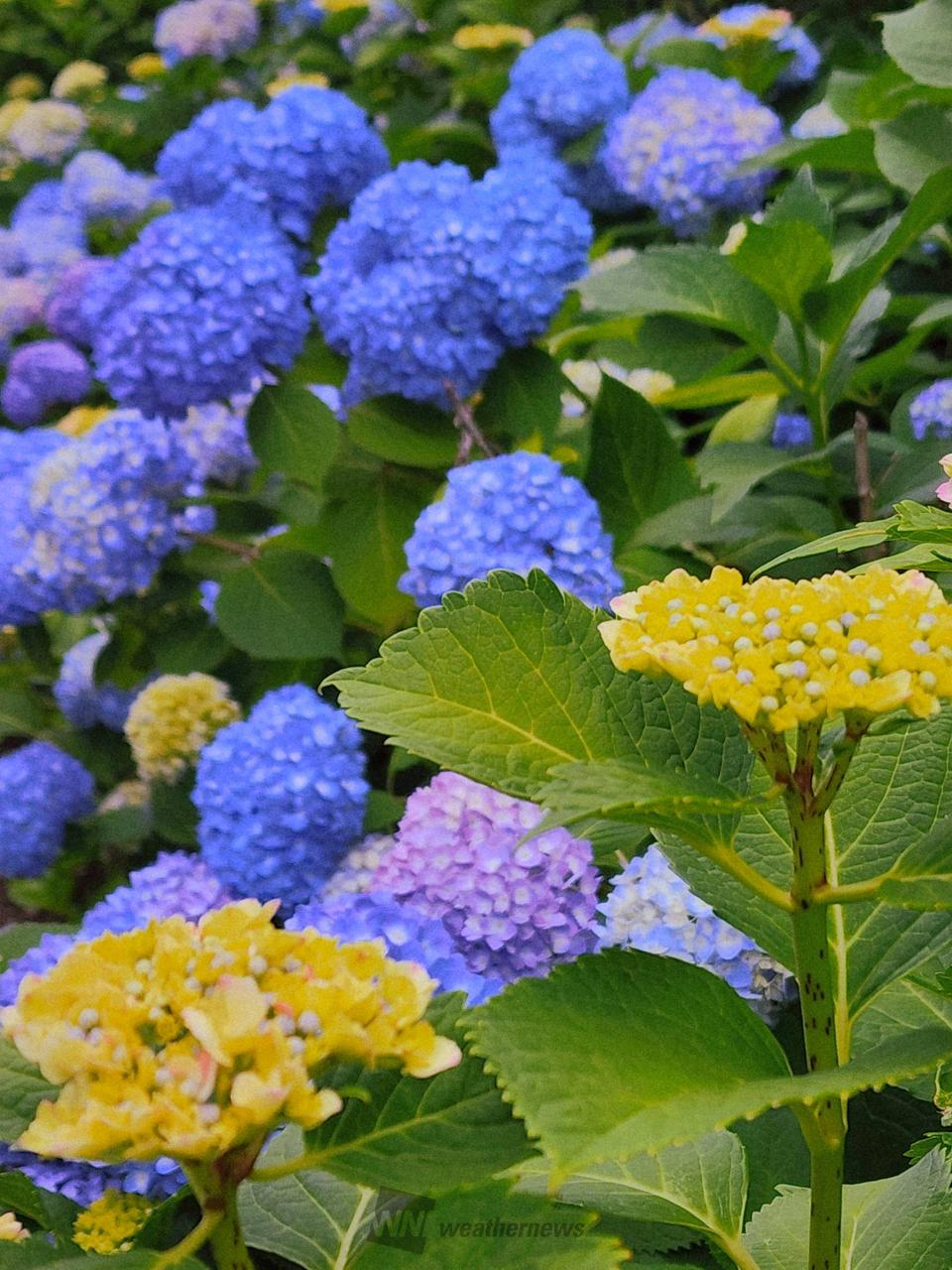 あじさいの色付き・開花進む 注目の空の写真 ウェザーニュース