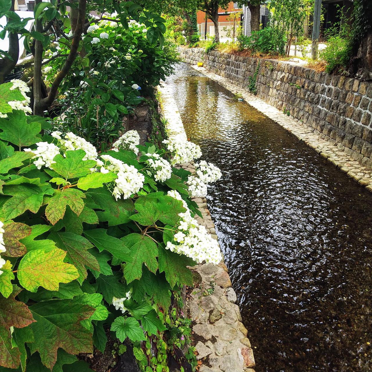 あじさいの色付き・開花進む 注目の空の写真 ウェザーニュース