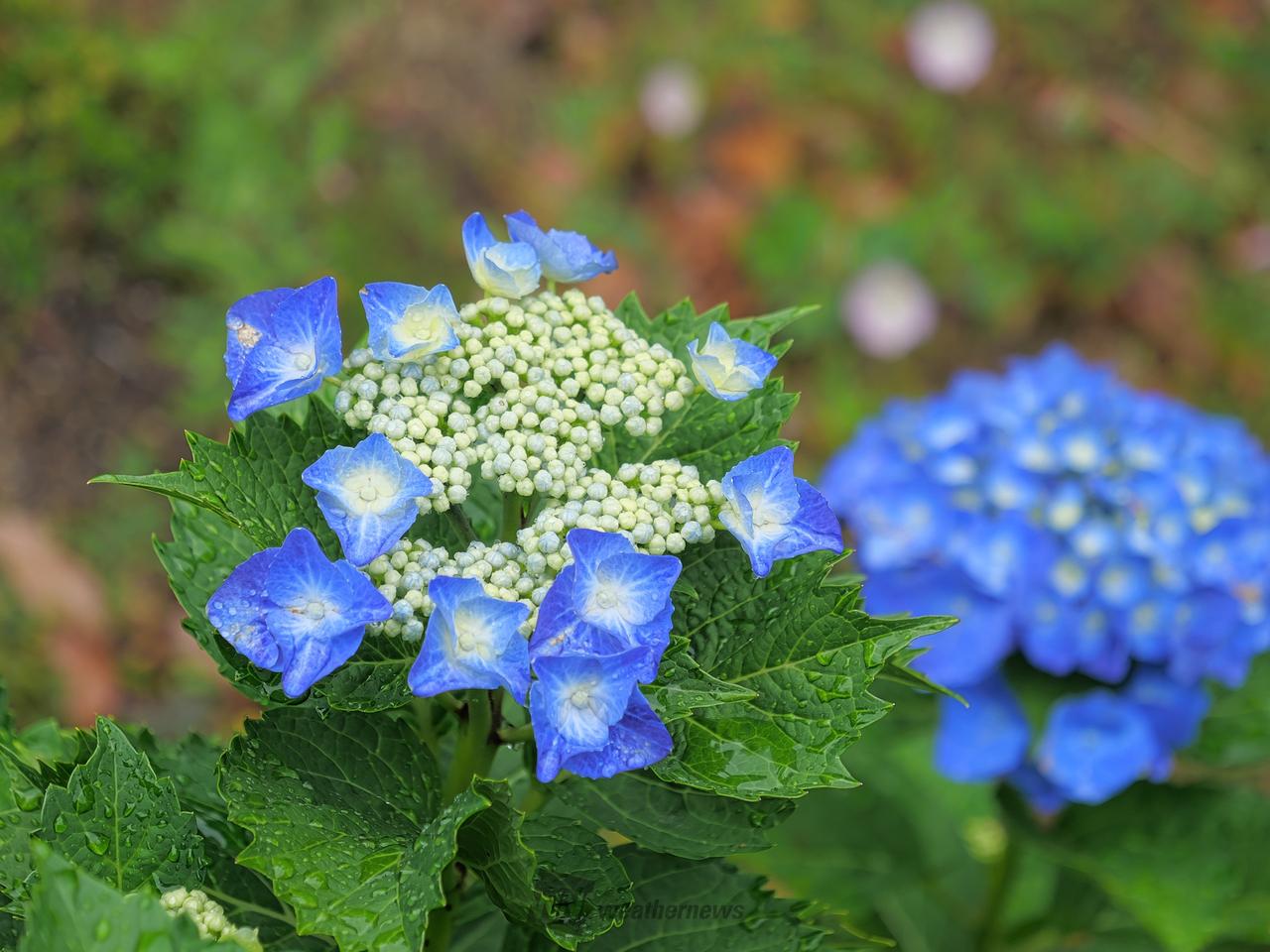 あじさいの色付き・開花進む 注目の空の写真 ウェザーニュース