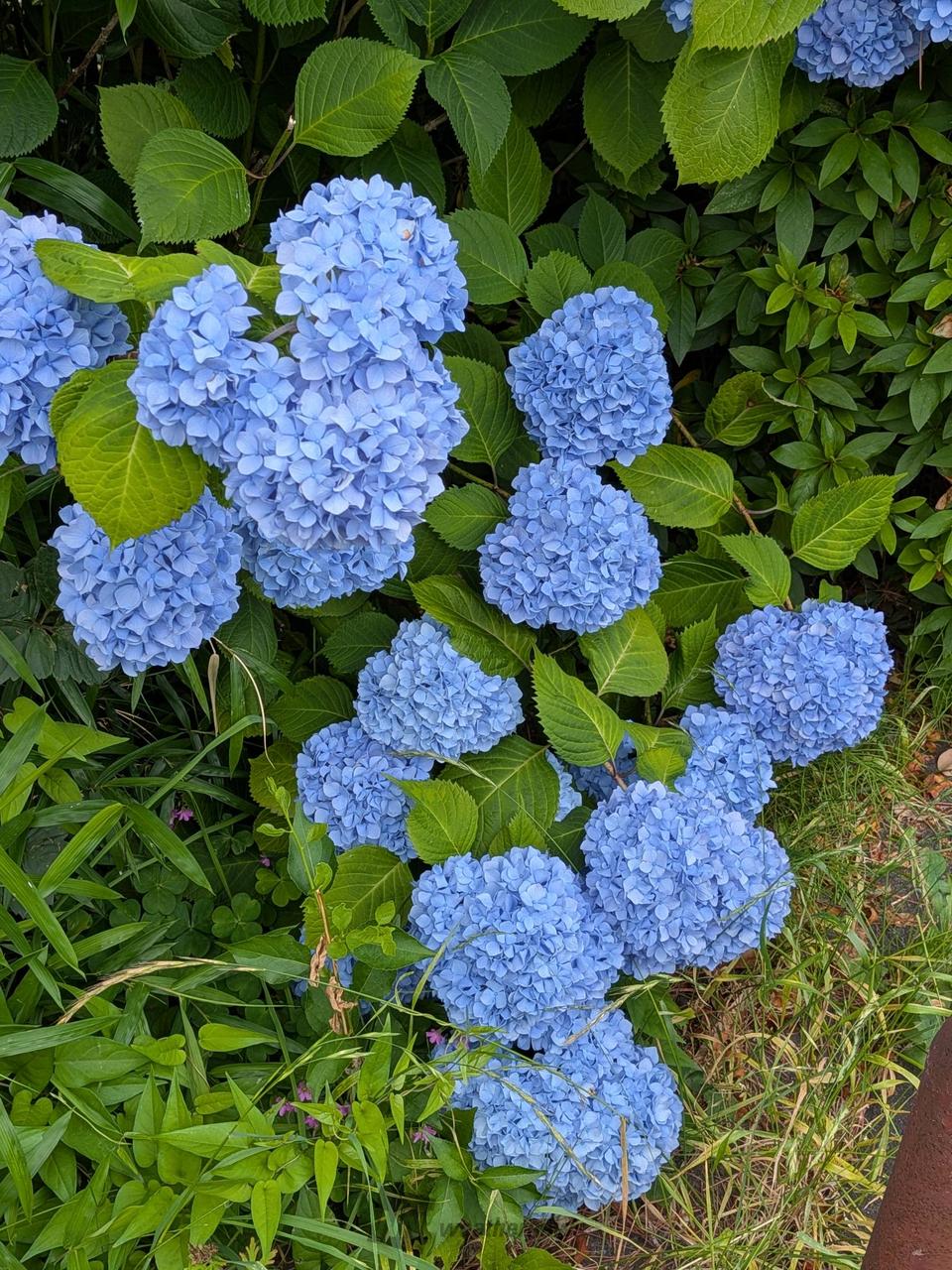 今日のあじさい