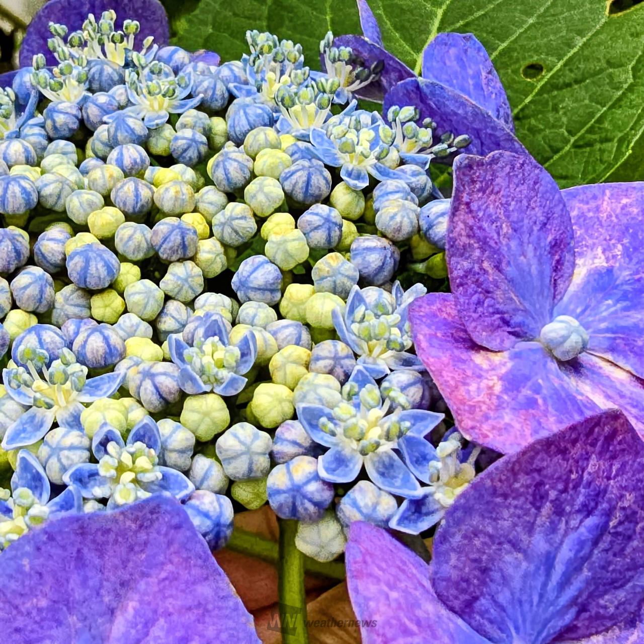 あじさいの色付き・開花進む 注目の空の写真 ウェザーニュース