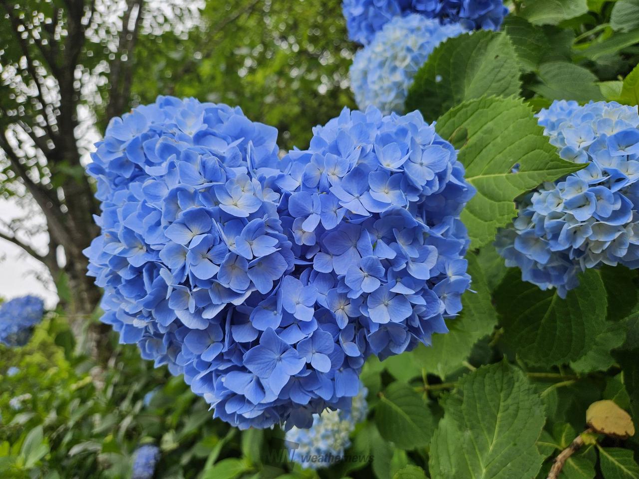 あじさいの色付き・開花進む 注目の空の写真 ウェザーニュース