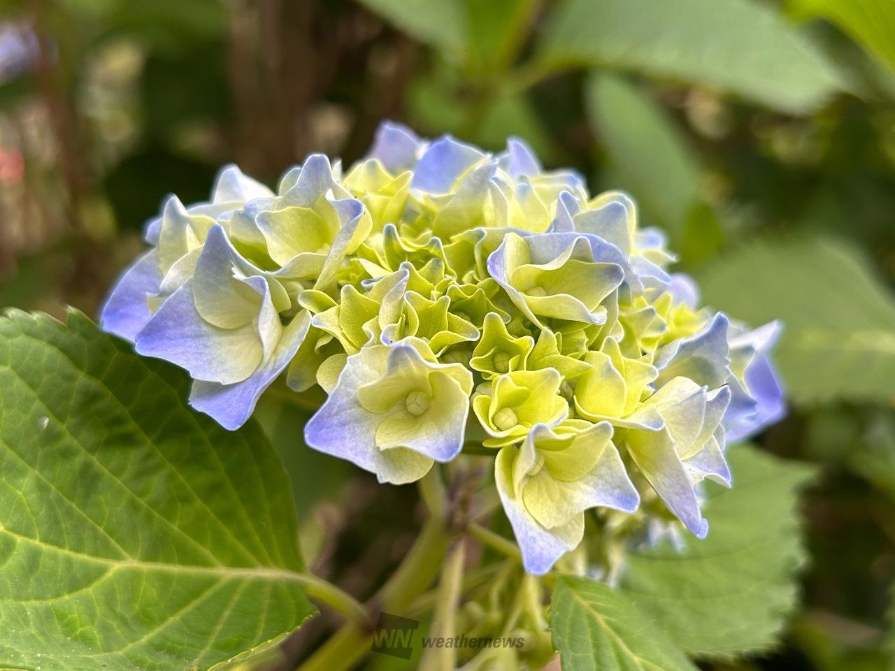 あじさいの色付き・開花進む 注目の空の写真 ウェザーニュース