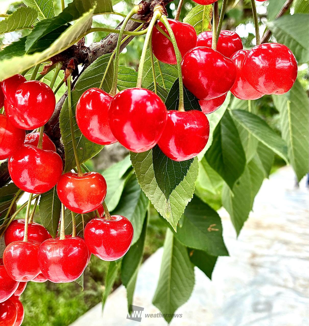 鈴生り🍒豊作🍒艶々...