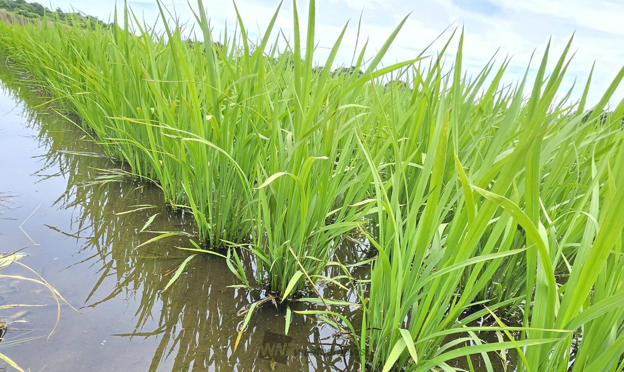 芒種の田んぼ 早苗...