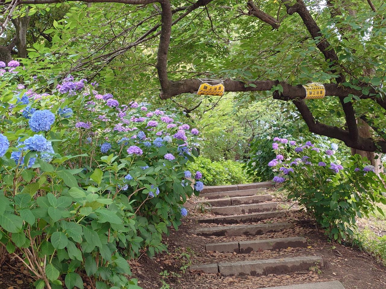 鶴舞公園の紫陽花パ...