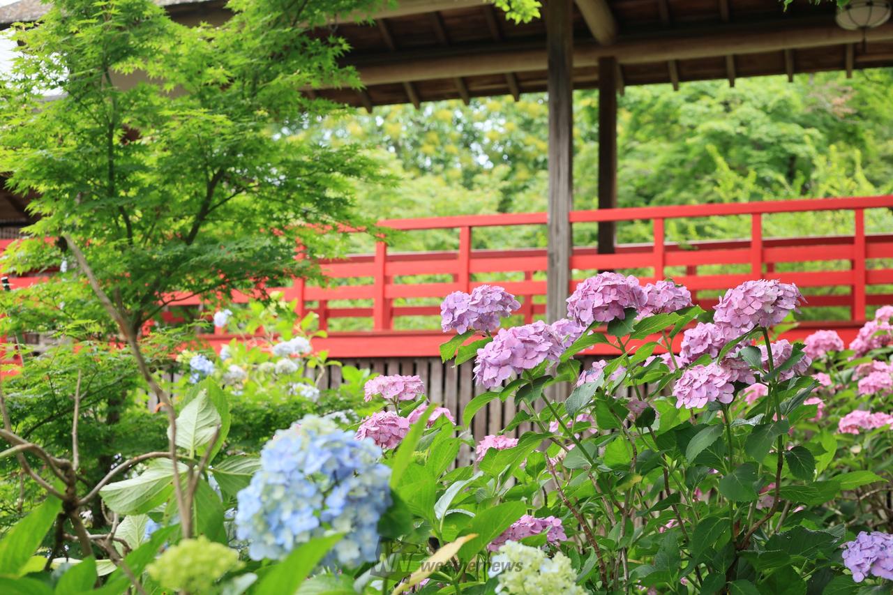 本土寺の朱塗りの渡...